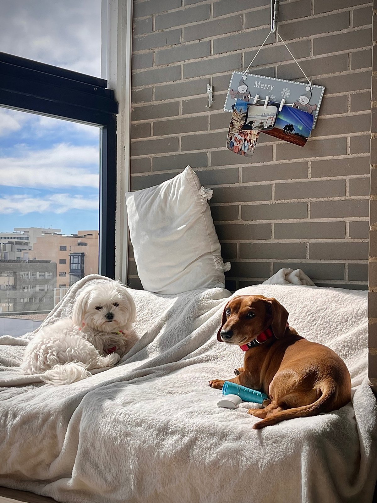 Perros pequeños descansando en casa de MiniDog