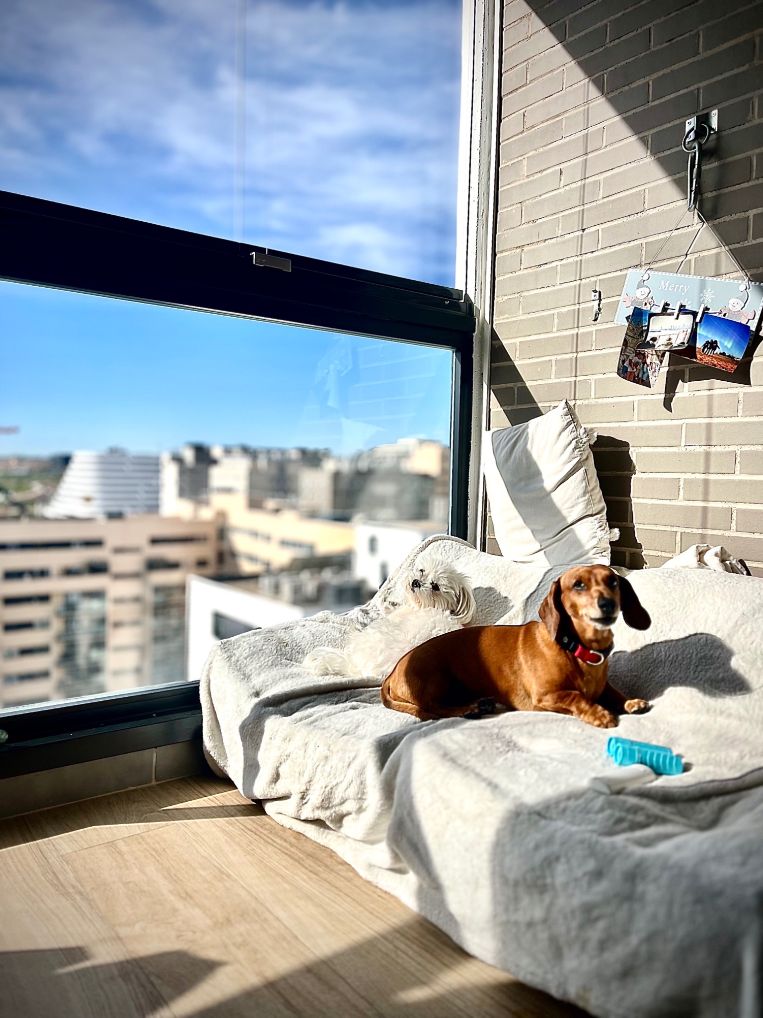 Bichón maltés bien cuidado en MiniDog