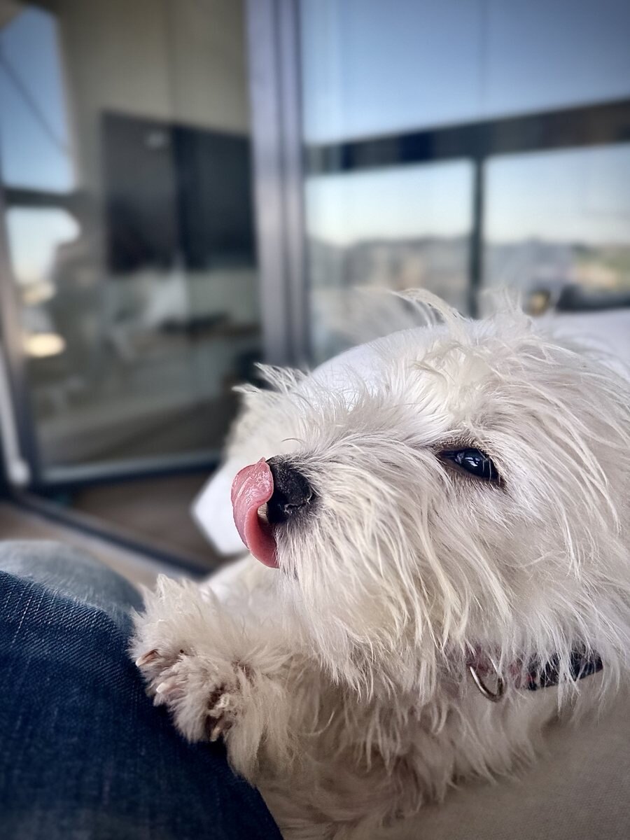 Marc, invitado MiniDog, descansando junto a la terraza