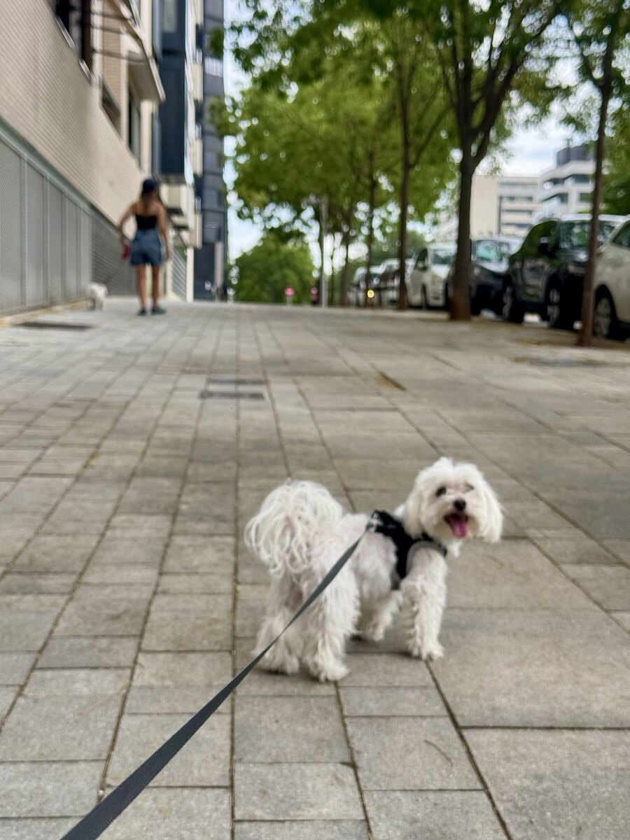 Paseo tranquilo de perro pequeño en Valdebebas