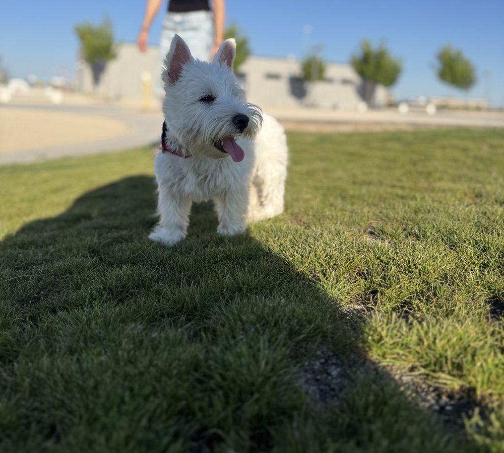 Perro pequeño paseando por Valdebebas