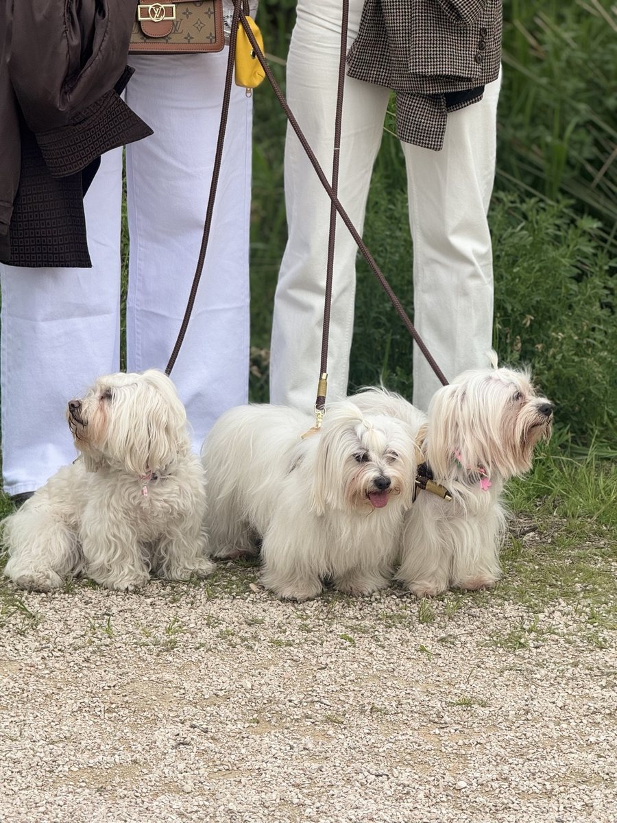 Perros pequeños compatibles paseando juntos