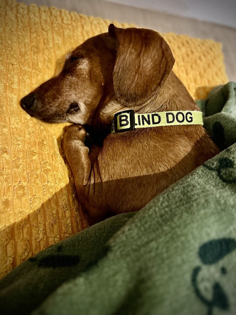 Teckel descansando en MiniDog